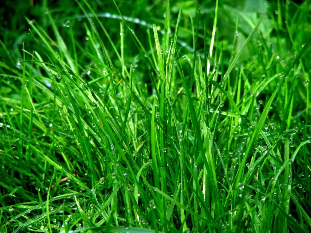 Engler Gartengestaltung GmbH