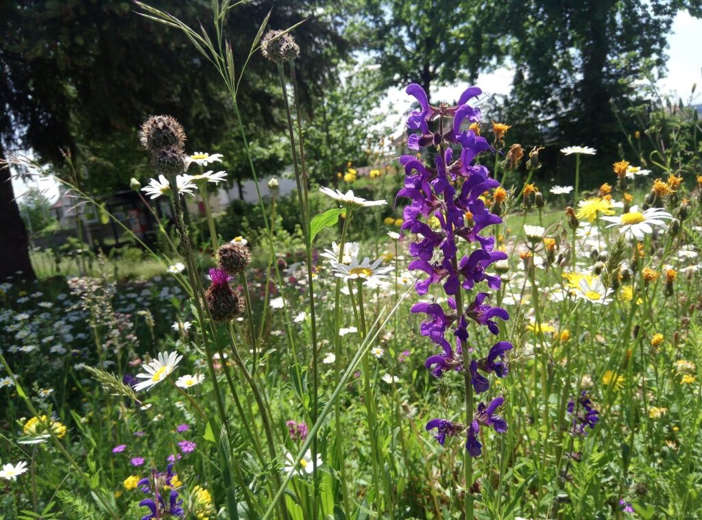 frohNatur Allemann / Naturnaher Gartenbau