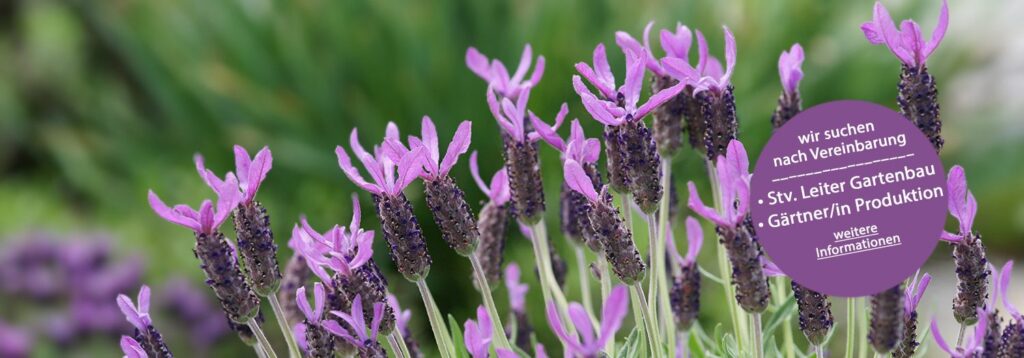 Herrmann Garten & Blumen AG