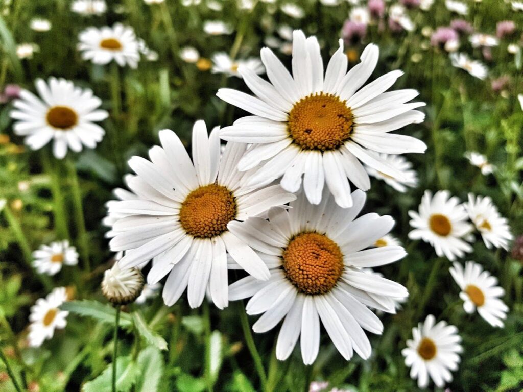 Rinderli Gartenbau