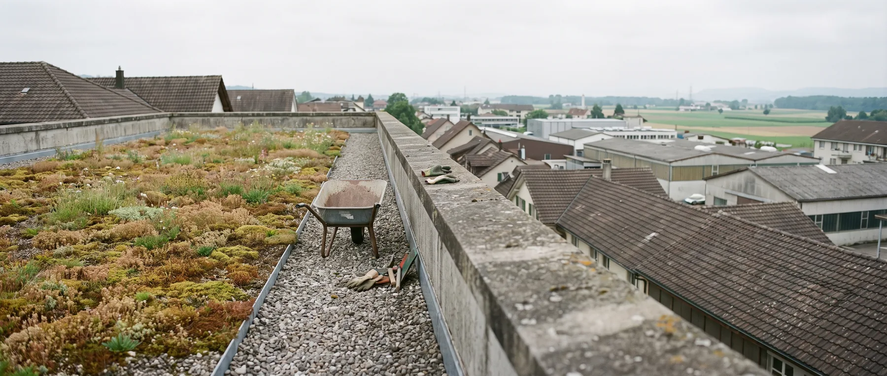 Extensive Dachbegrünung mit Sedum und Wildstauden, Kiesstreifen entlang der Attika