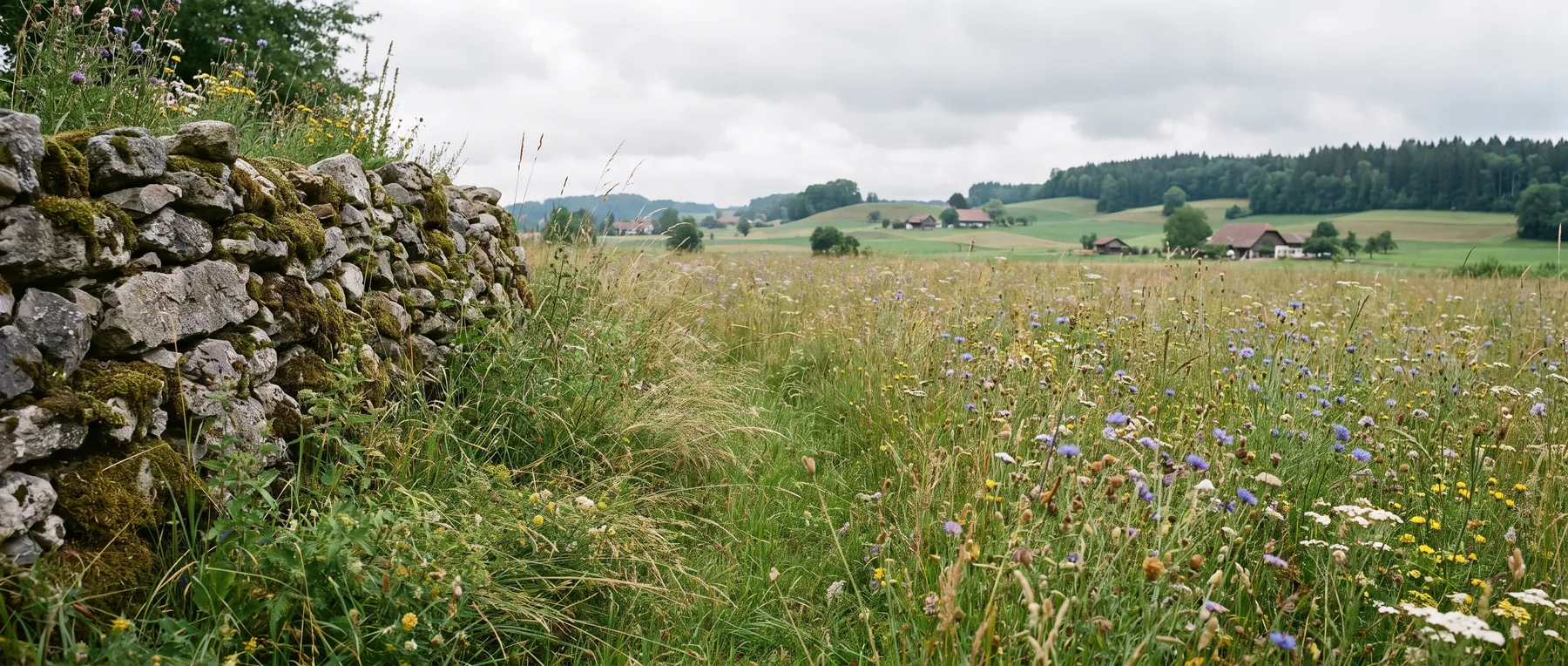Blumenwiese mit einheimischen Stauden, Steinhaufen am Rand und ungemähten Säumen