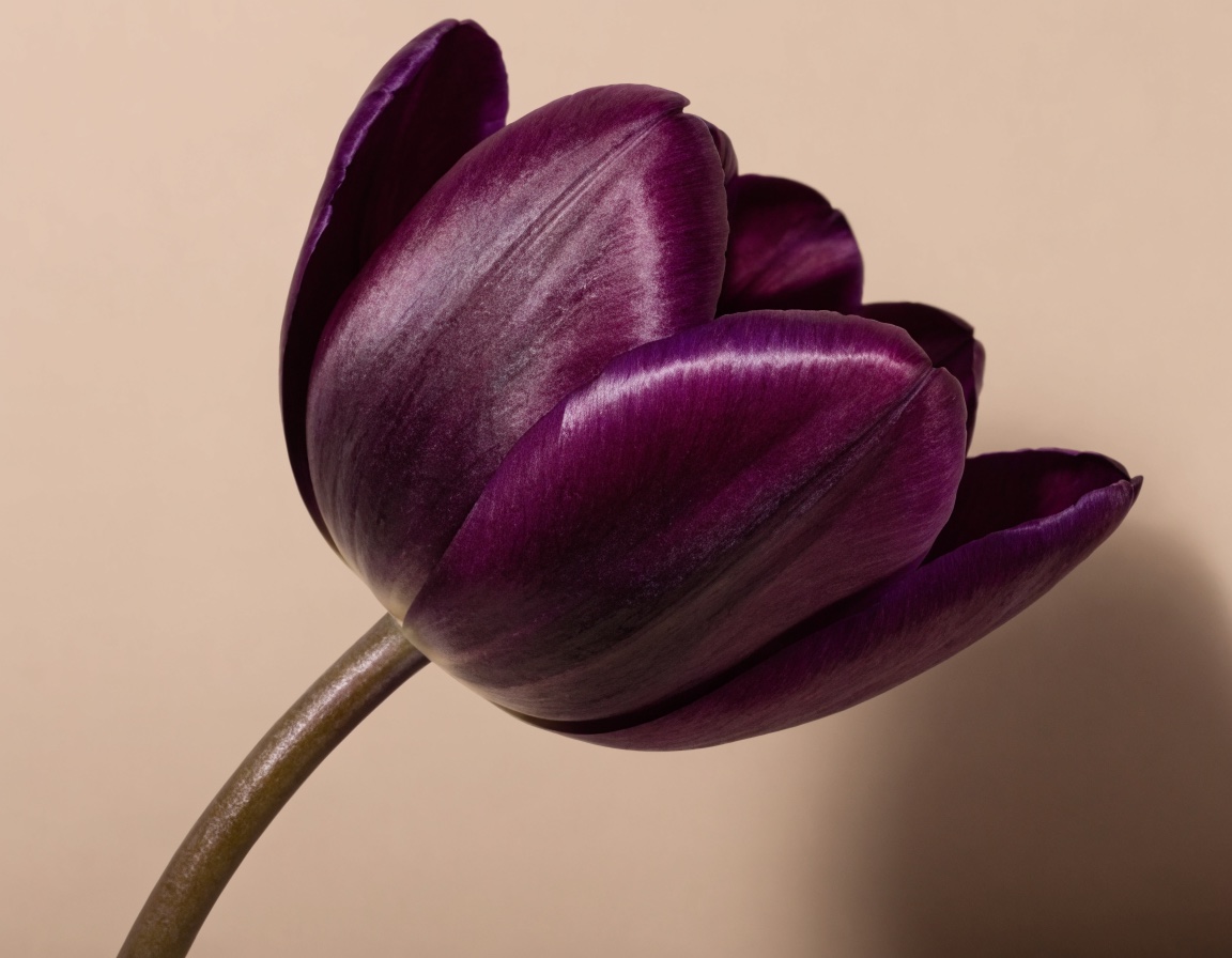 Tulpe Queen of Night, fast schwarz (KI-generiertes Bild)