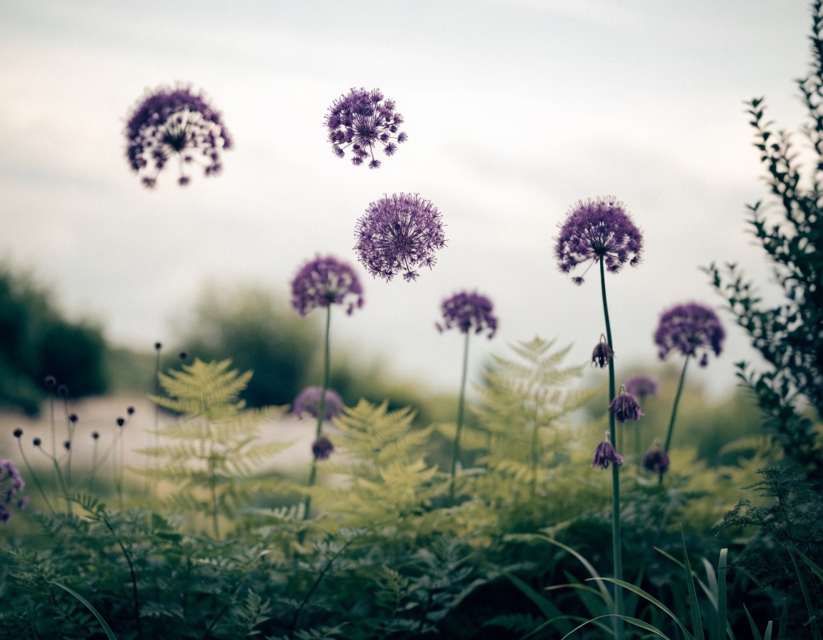 Zierlauch Purple Sensation im Beet (KI-generiertes Bild)